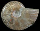 Flashy Red Iridescent Ammonite - Wide #66637-1
